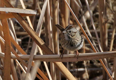 Lincoln's Sparrow 2019-03-21