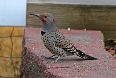 Northern Flicker 2019-03-18