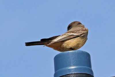Say's Phoebe 2019-03-22