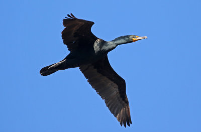 Double-crested Cormorant 2019-03-24