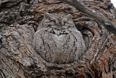 Eastern Screech-Owl 2019-03-23