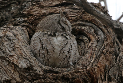 Eastern Screech-Owl 2019-03-23