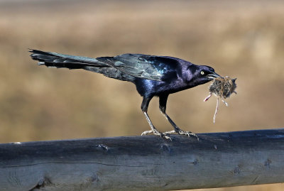 Great-tailed Grackle 2019-03-24