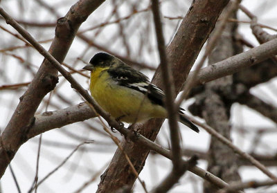 Lesser Goldfinch 2019-03-23