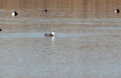 Red-throated Loon 2019-03-24