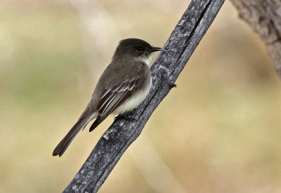 Eastern Phoebe 2019-04-03