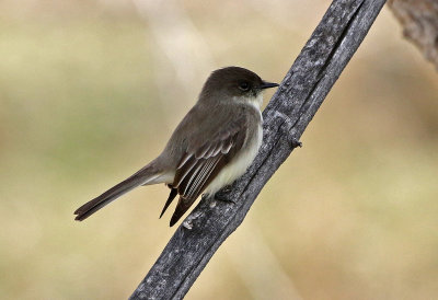 Eastern Phoebe 2019-04-03
