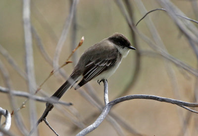 Eastern Phoebe 2019-04-03