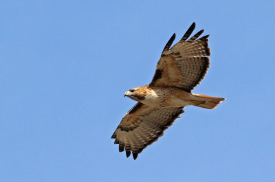 Red-tailed Hawk 2019-04-03