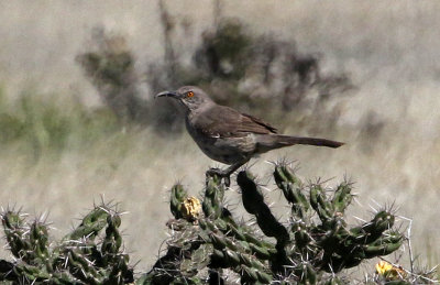 Curve-billed Thrasher 2019-04-07