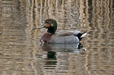 Mallard x Gadwall Hybrid 2019-04-06