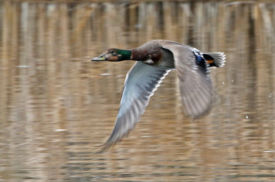 Mallard x Gadwall Hybrid 2019-04-06