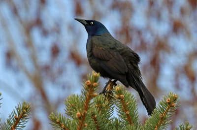 Common Grackle 2019-04-14