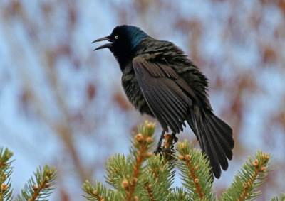 Common Grackle 2019-04-14