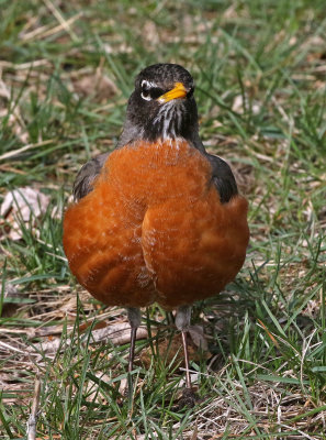 American Robin 2019-04-16