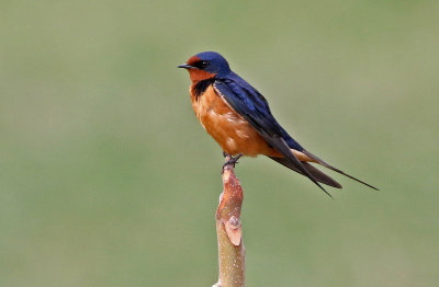 Barn Swallow 2019-04-20