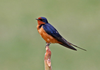 Barn Swallow 2019-04-20