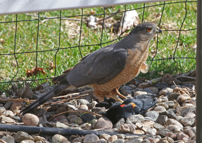 Cooper's Hawk 2019-04-17