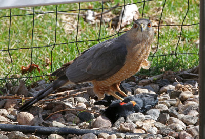 Cooper's Hawk 2019-04-17