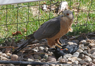 Cooper's Hawk 2019-04-17