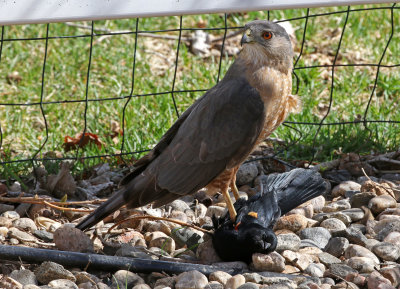 Cooper's Hawk 2019-04-17