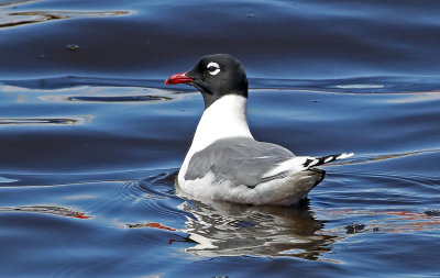 Franklin's Gull 2019-04-18