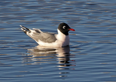 Franklin's Gull 2019-04-19