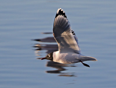 Franklin's Gull 2019-04-19