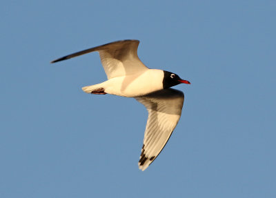 Franklin's Gull 2019-04-19