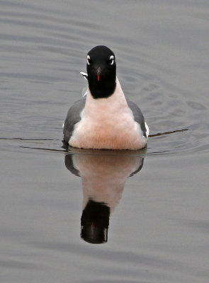 Franklin's Gull 2019-04-20