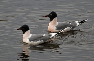 Franklin's Gull 2019-04-20
