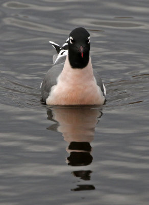 Franklin's Gull 2019-04-20