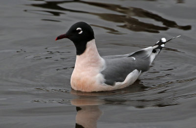 Franklin's Gull 2019-04-20