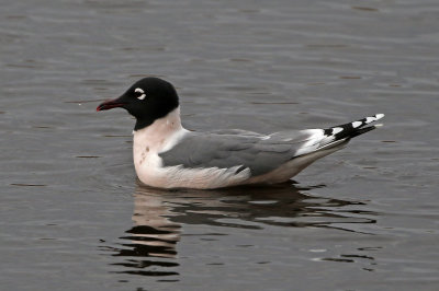 Franklin's Gull 2019-04-20