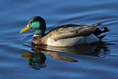 Mallard 2019-04-19
