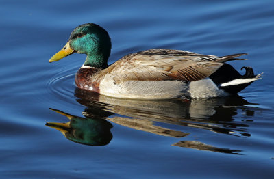 Mallard 2019-04-19