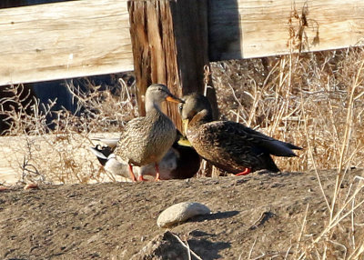 Mexican Duck 2019-04-19