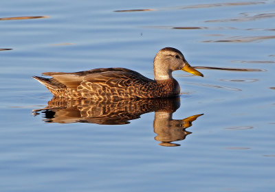 Mexican Duck 2019-04-19