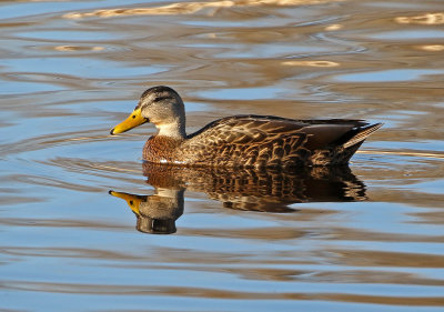 Mexican Duck 2019-04-19