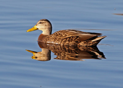 Mexican Duck 2019-04-19