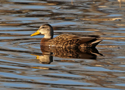 Mexican Duck 2019-04-19