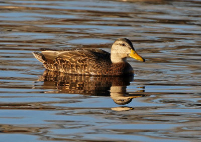 Mexican Duck 2019-04-19