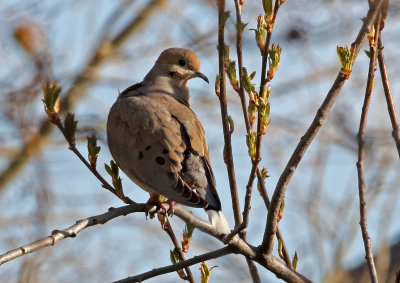 Mourning Dove 2019-04-17