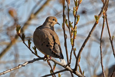Mourning Dove 2019-04-17