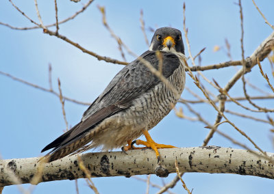 Peregrine Falcon 2019-04-18