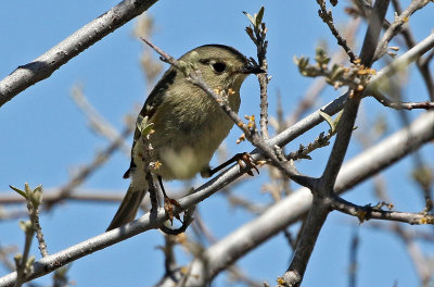 Ruby-crowned Kinglet 2019-04-19