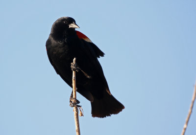 Red-winged Blackbird 2019-04-19