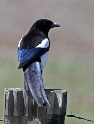 Black-billed Magpie 2019-04-23