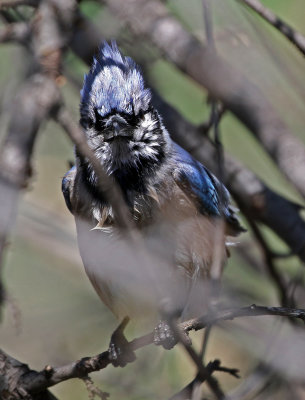 Blue Jay 2019-04-23
