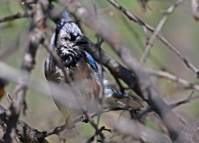 Blue Jay 2019-04-23